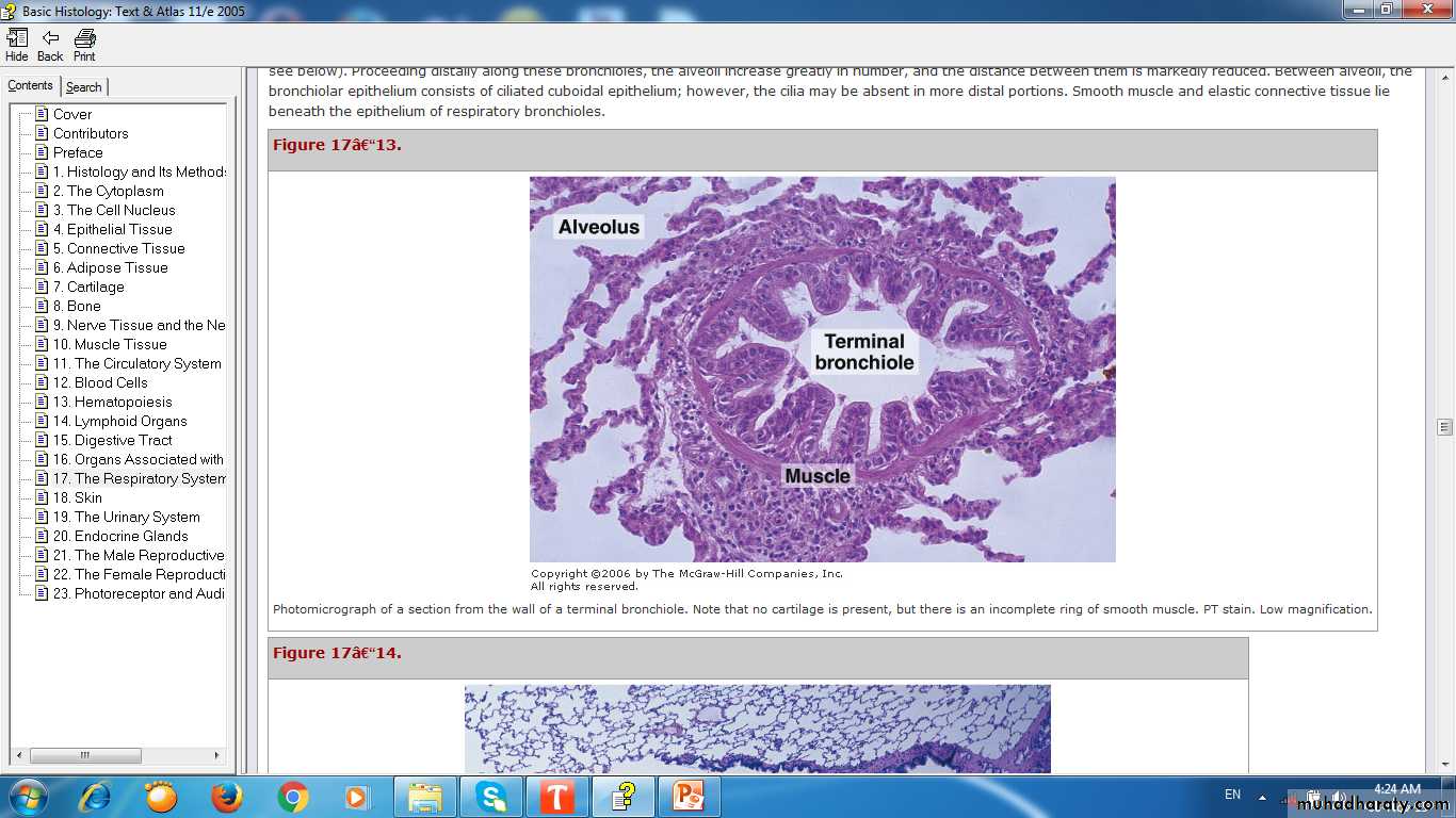 respiratory system