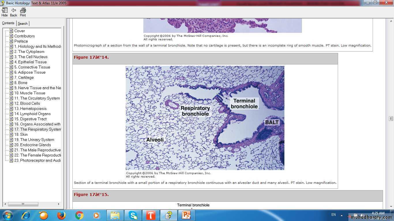 respiratory system