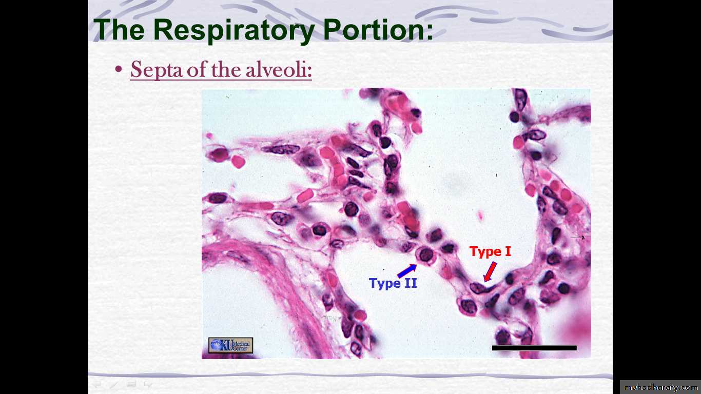 respiratory system