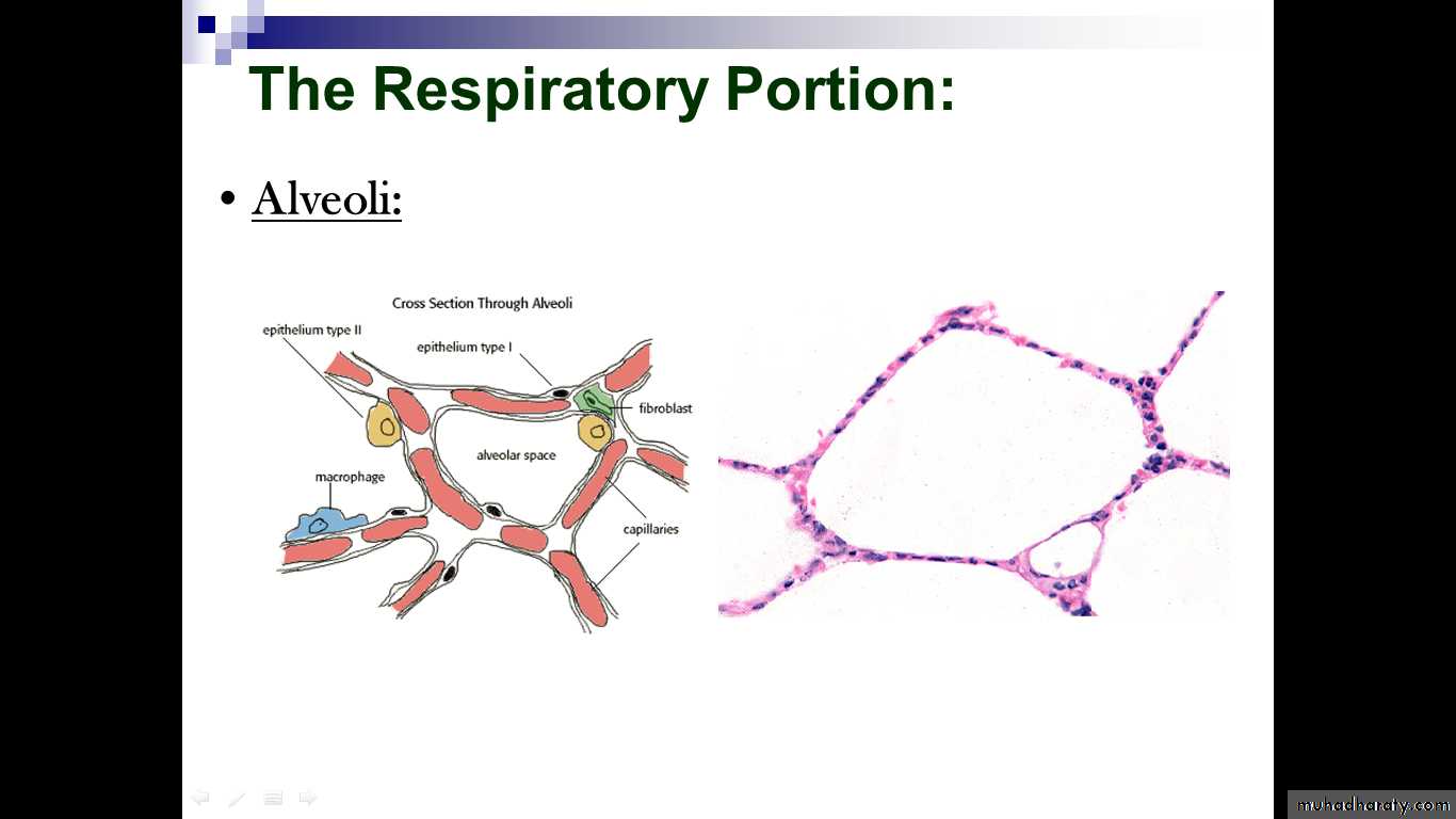respiratory system