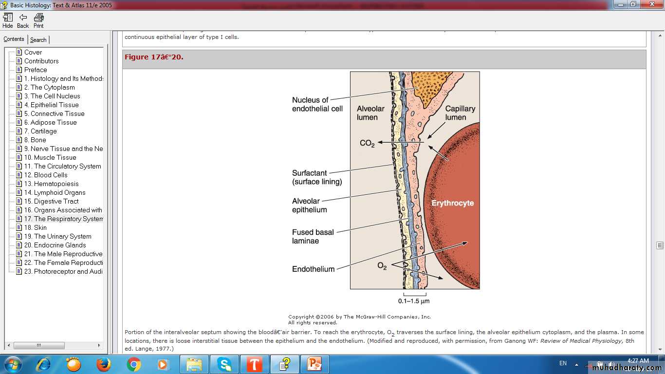 respiratory system