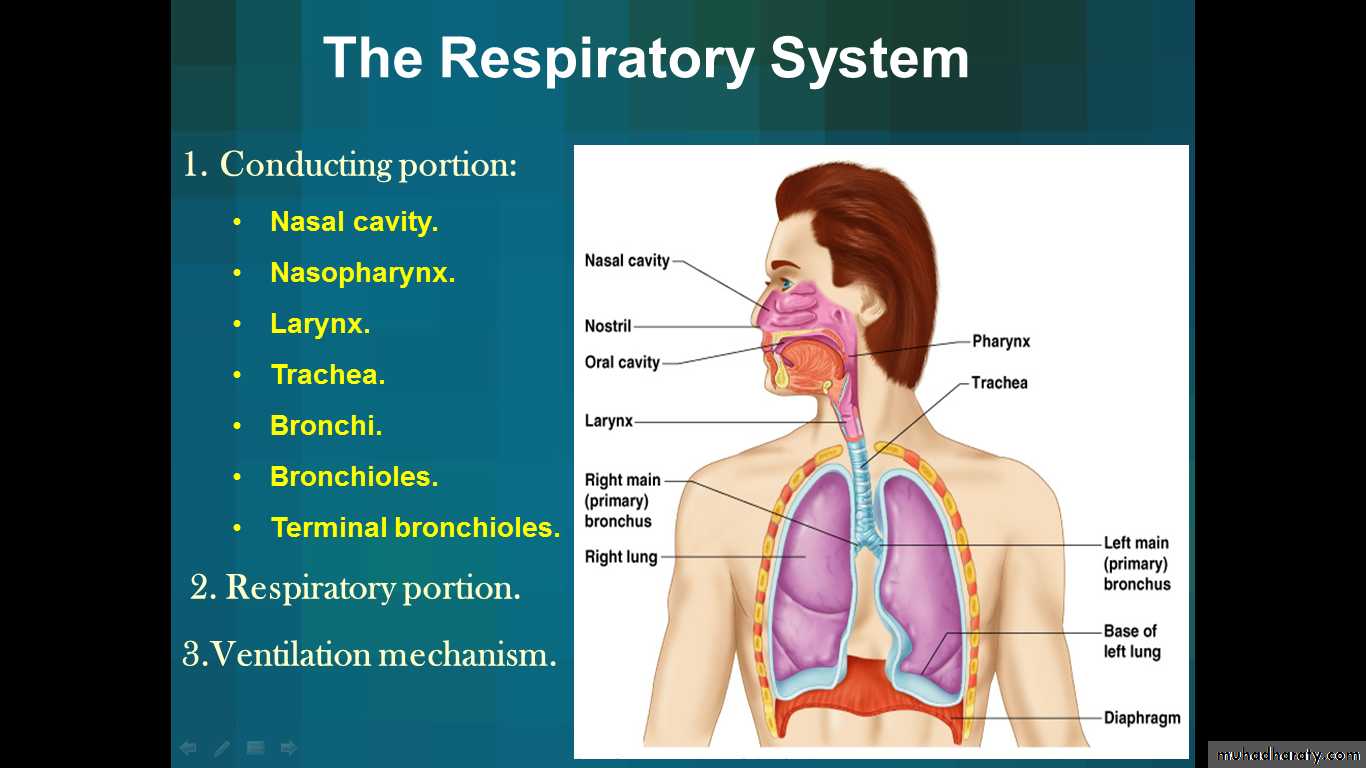 respiratory system
