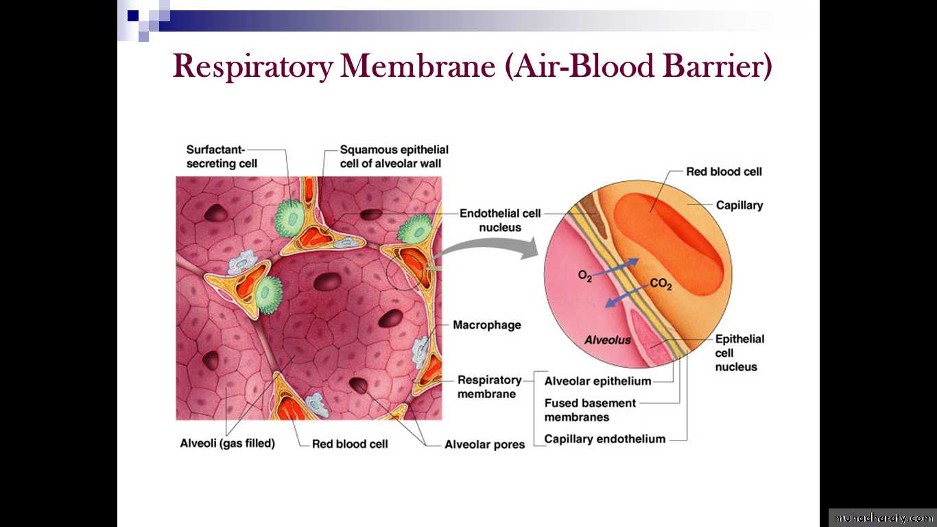 respiratory system