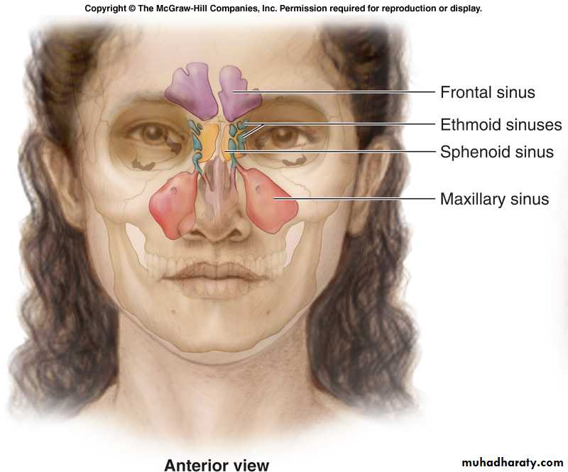 respiratory system