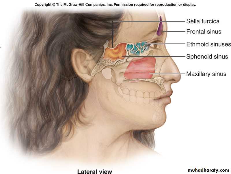 respiratory system