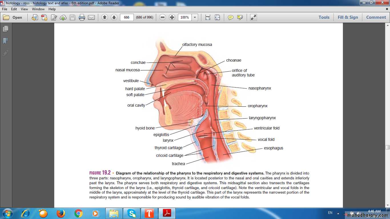 respiratory system