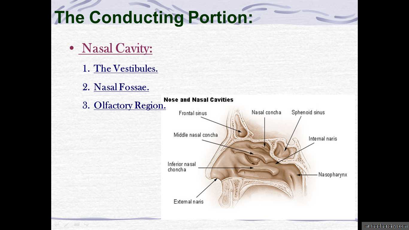 respiratory system