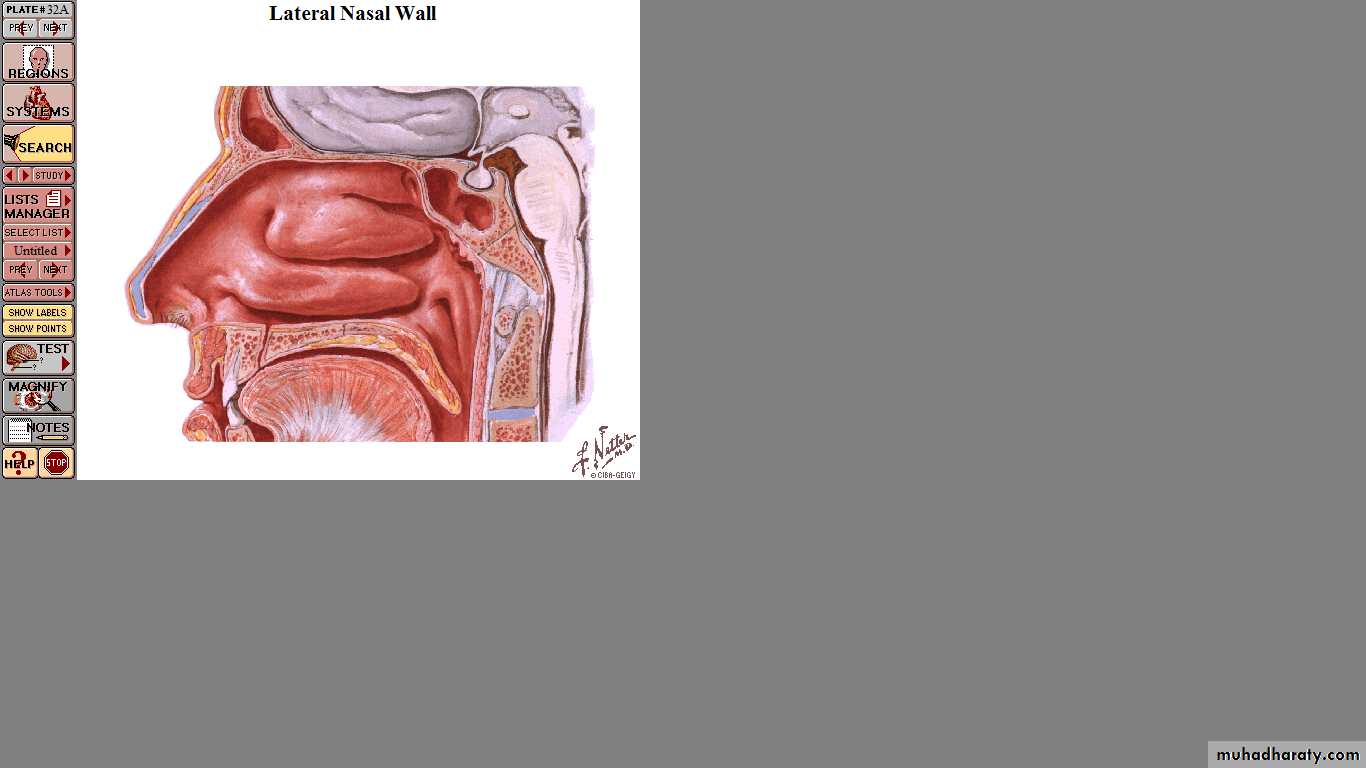 respiratory system