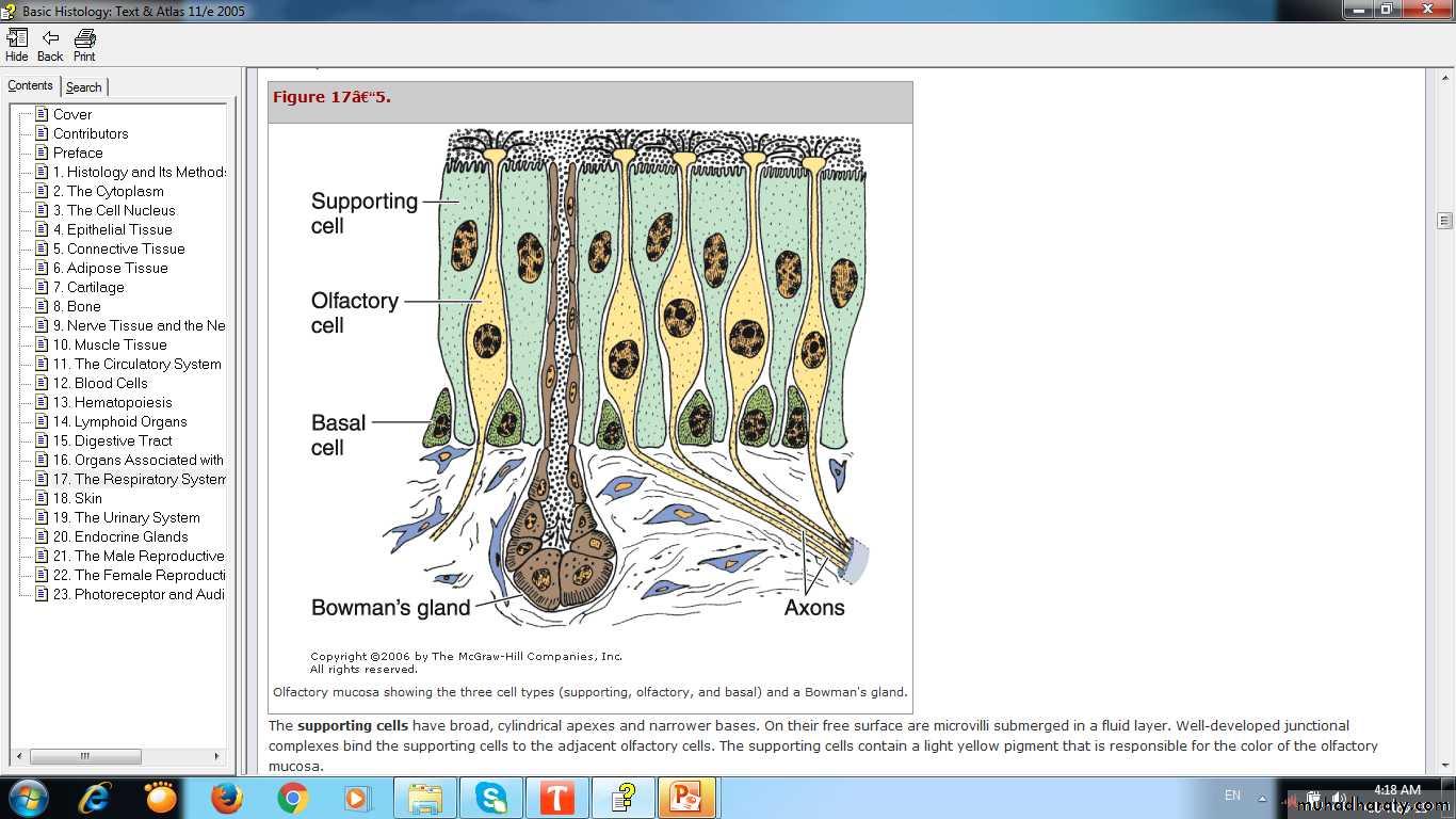 respiratory system