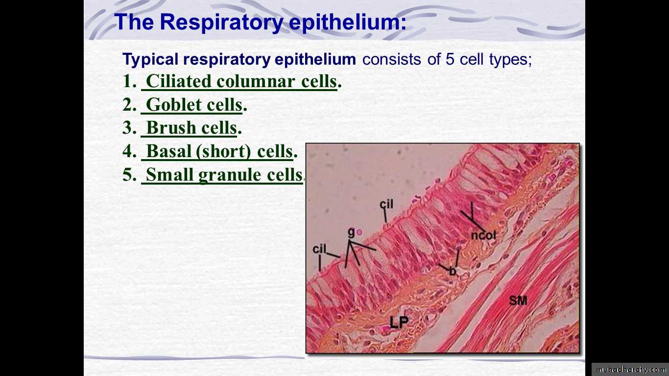 respiratory system