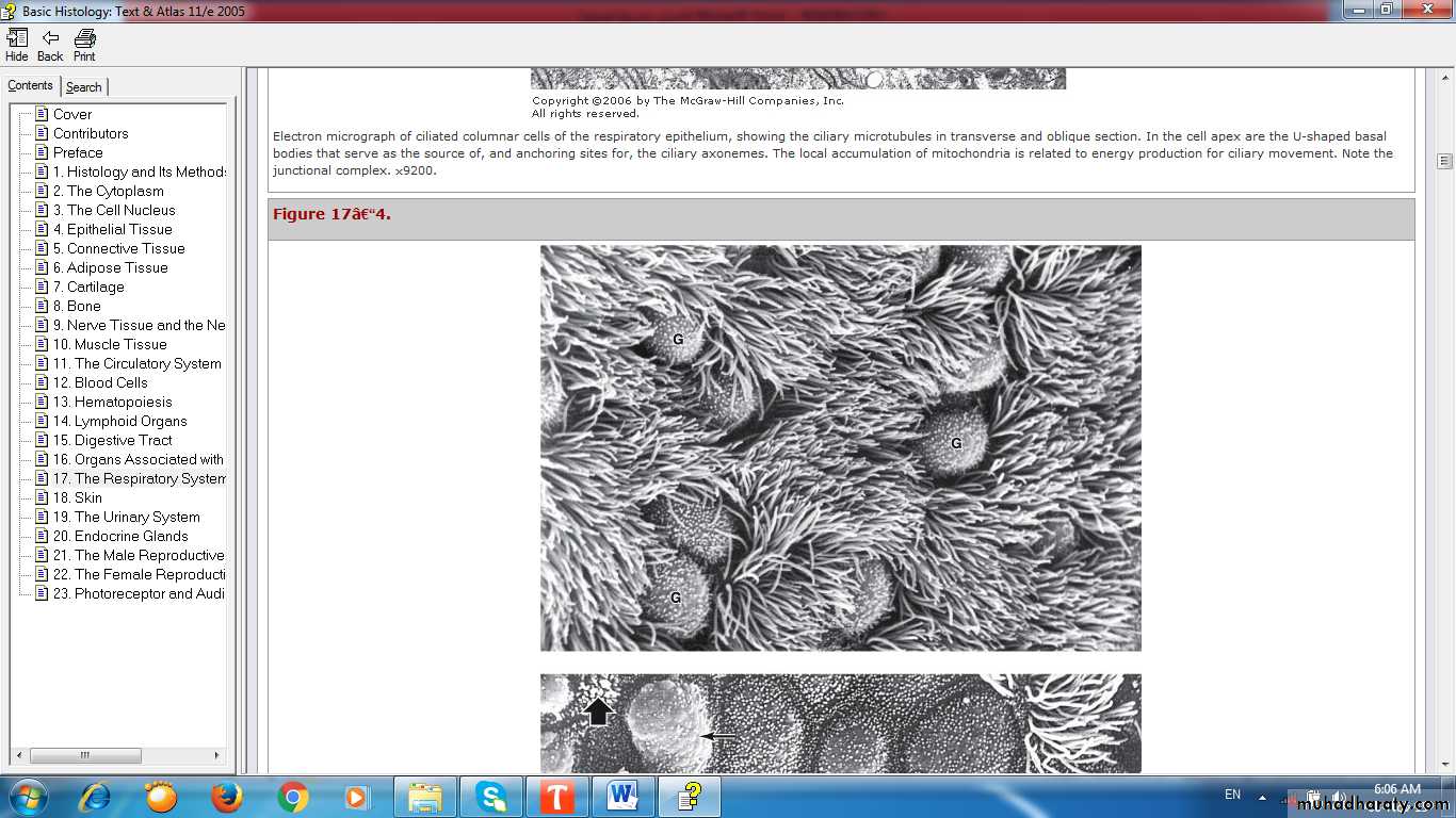 respiratory system