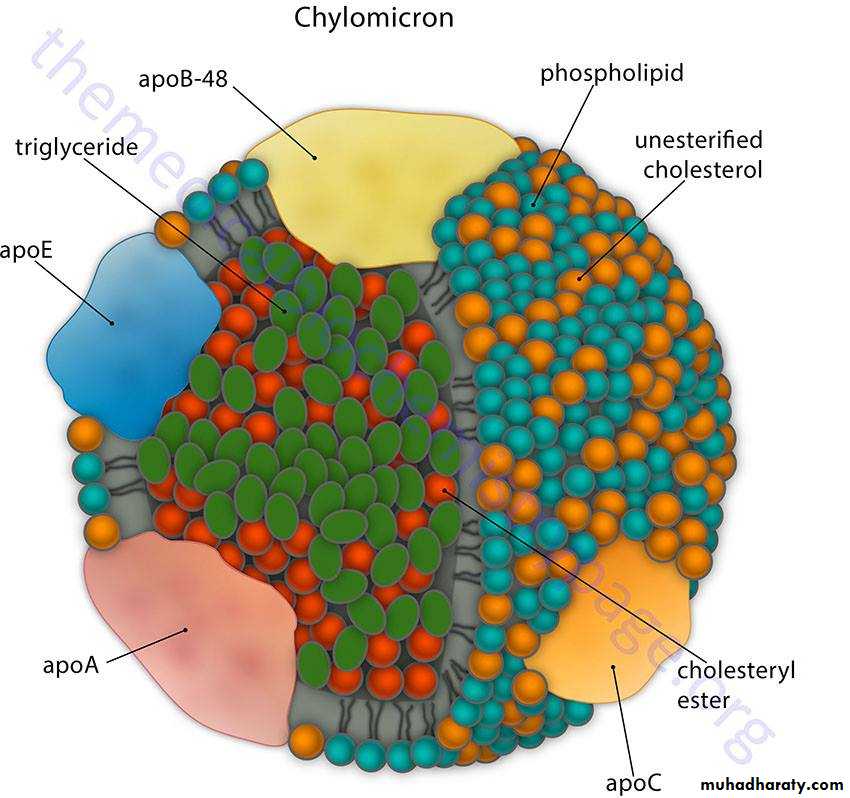 LIPID-3-LIPOPROTEI N and kitonebodies
