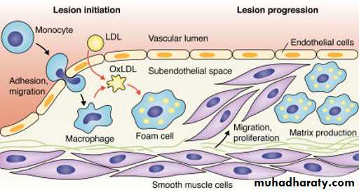LIPID-3-LIPOPROTEI N and kitonebodies