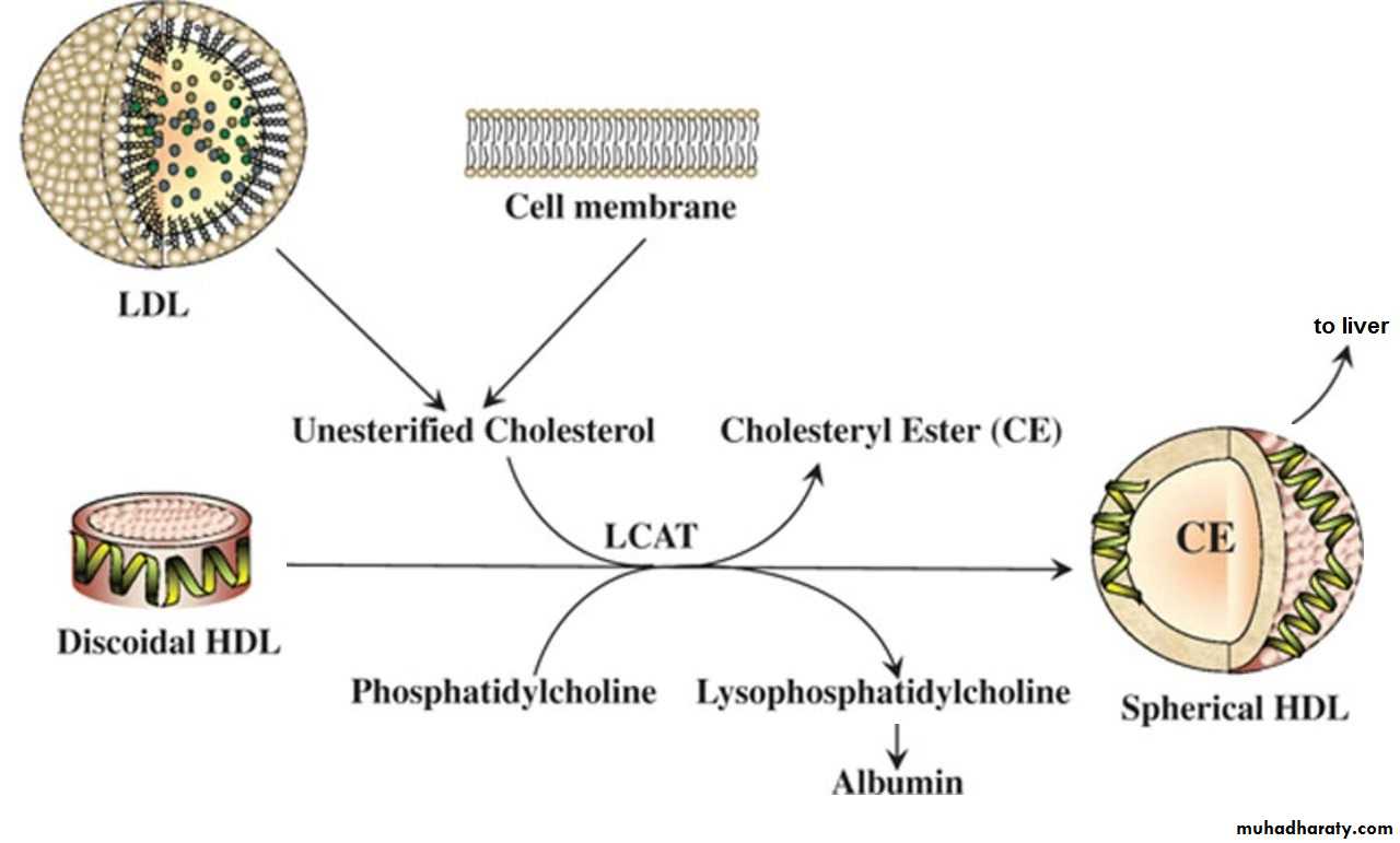 LIPID-3-LIPOPROTEI N and kitonebodies