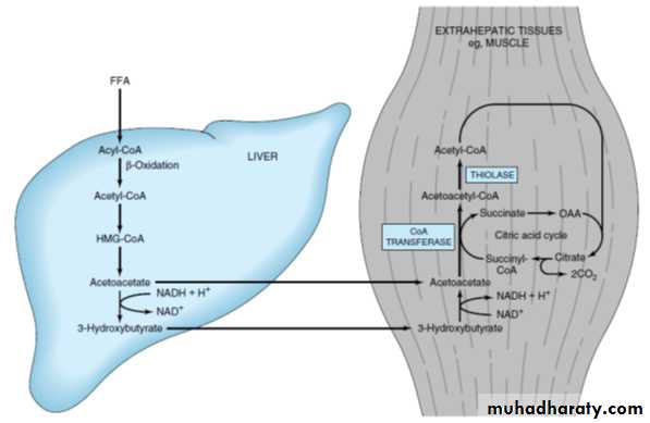 LIPID-3-LIPOPROTEI N and kitonebodies