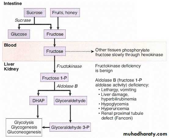 CARBO-2-Glycolysis