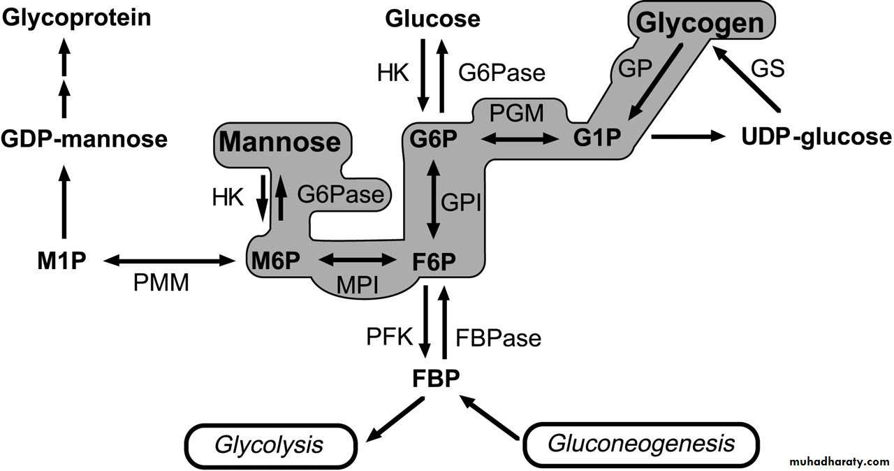 CARBO-6- ppp
