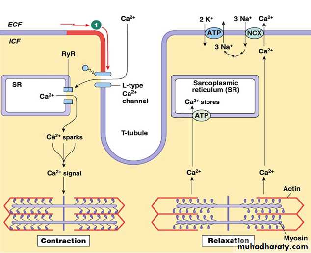 CVS 1 and 2