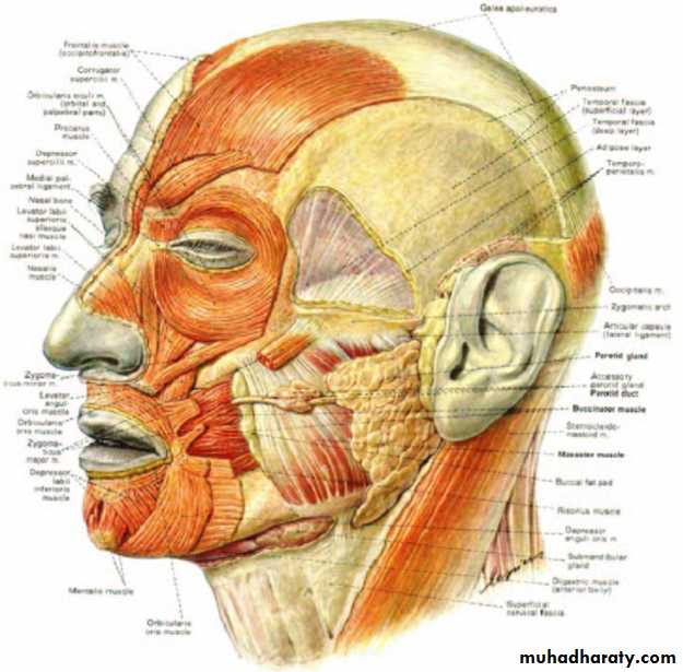 the head