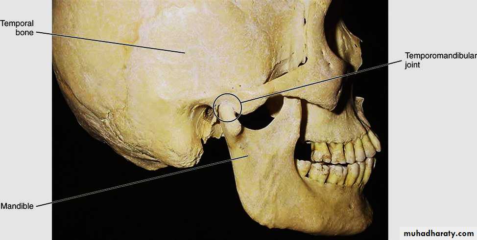 the head