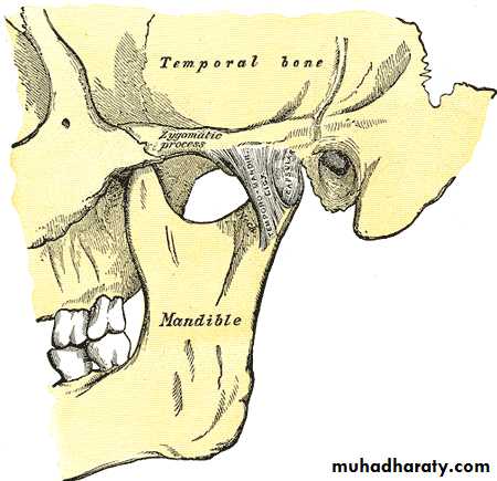 the head