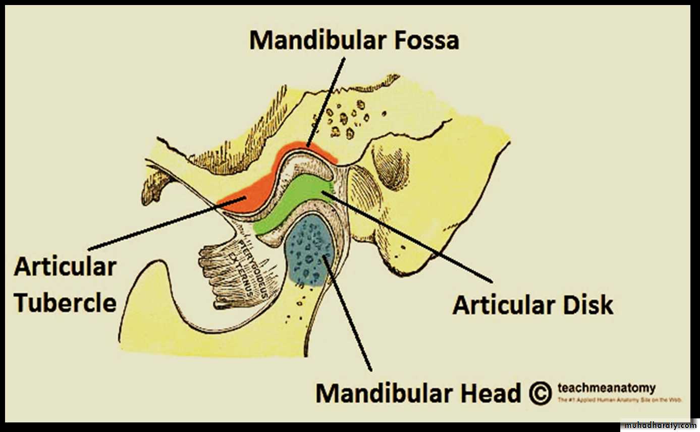 the head