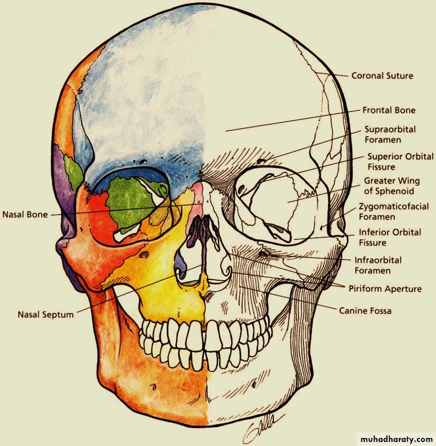the head