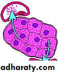 Diabetes mellitus