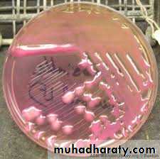 Family enterobacteriaceae بوربوينت