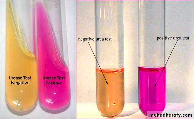 Family enterobacteriaceae بوربوينت