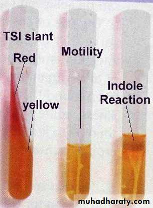 Family enterobacteriaceae بوربوينت