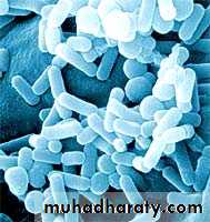 Family enterobacteriaceae بوربوينت
