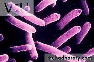 Family enterobacteriaceae بوربوينت