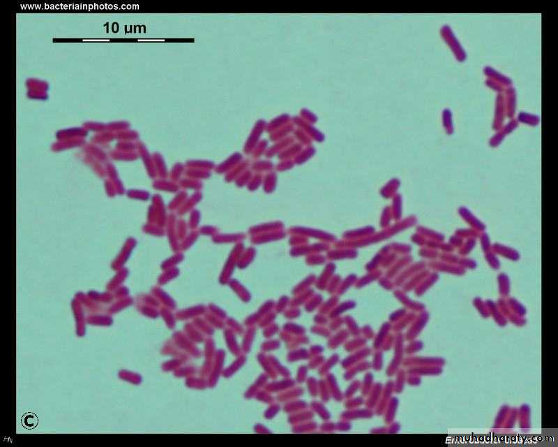 Family enterobacteriaceae بوربوينت
