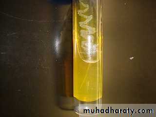 Family enterobacteriaceae بوربوينت