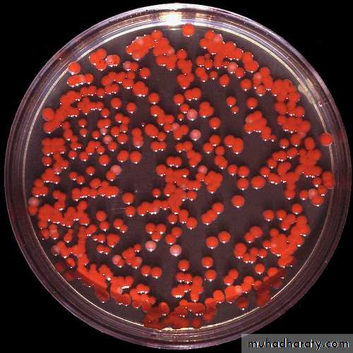 Family enterobacteriaceae بوربوينت