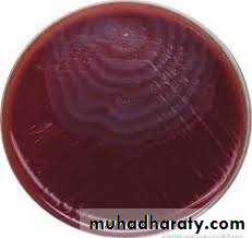 Family enterobacteriaceae بوربوينت