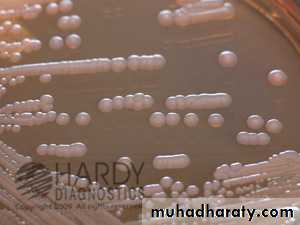Family enterobacteriaceae بوربوينت