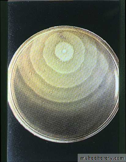 Family enterobacteriaceae بوربوينت