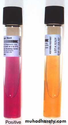 Family enterobacteriaceae بوربوينت