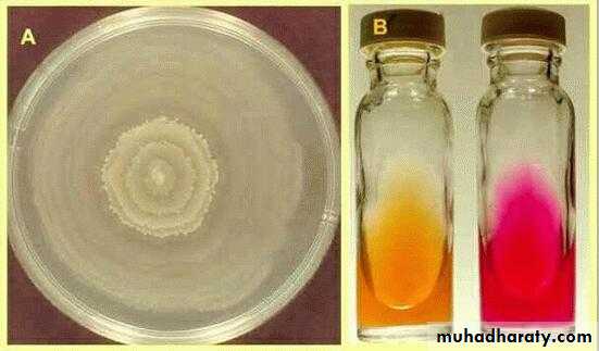 Family enterobacteriaceae بوربوينت