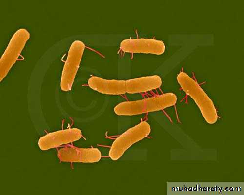 Family enterobacteriaceae بوربوينت
