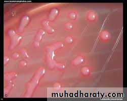 Family enterobacteriaceae بوربوينت