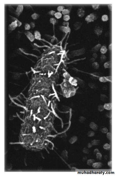 Family enterobacteriaceae بوربوينت