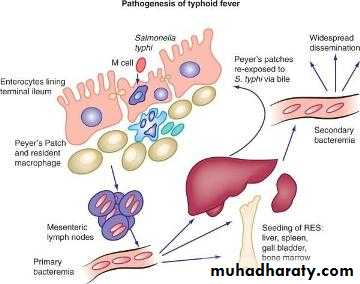 Family enterobacteriaceae بوربوينت
