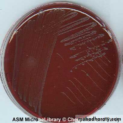 Family enterobacteriaceae بوربوينت
