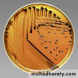 Family enterobacteriaceae بوربوينت