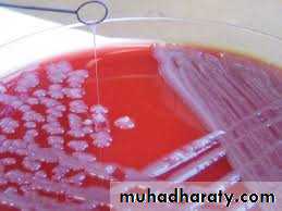 Family enterobacteriaceae بوربوينت