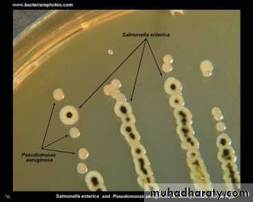 Family enterobacteriaceae بوربوينت