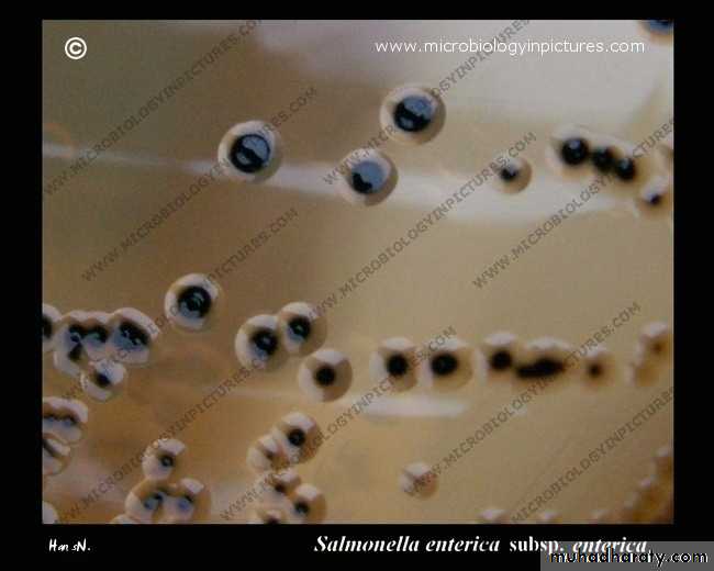 Family enterobacteriaceae بوربوينت